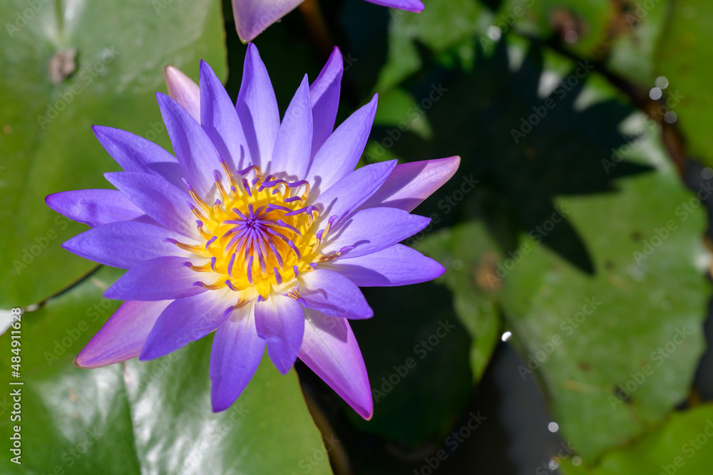 top view photo of beautiful lotus flower lotus flower in the pond green lotus leaf background top view photo of beautiful lotus flower lotus flower in the pond green lotus leaf background