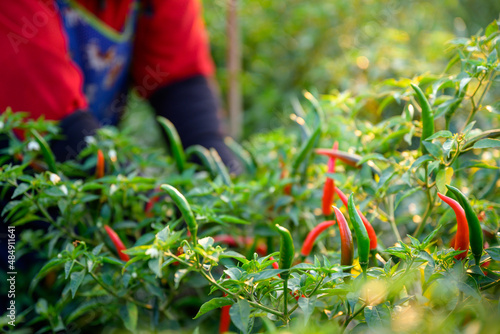 Farmers planting peppers Harvesting on red outline chili peppers in a garden with red and green chilies. © เลิศลักษณ์ ทิพชัย