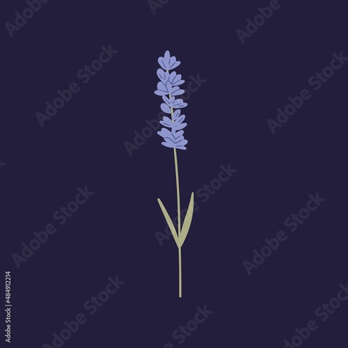 Purple lavender flower on stem with leaf. Gentle floral herb lavander. Dry Provence lavandula  wild meadow herbal plant with blooms. Isolated botanical flat vector illustration