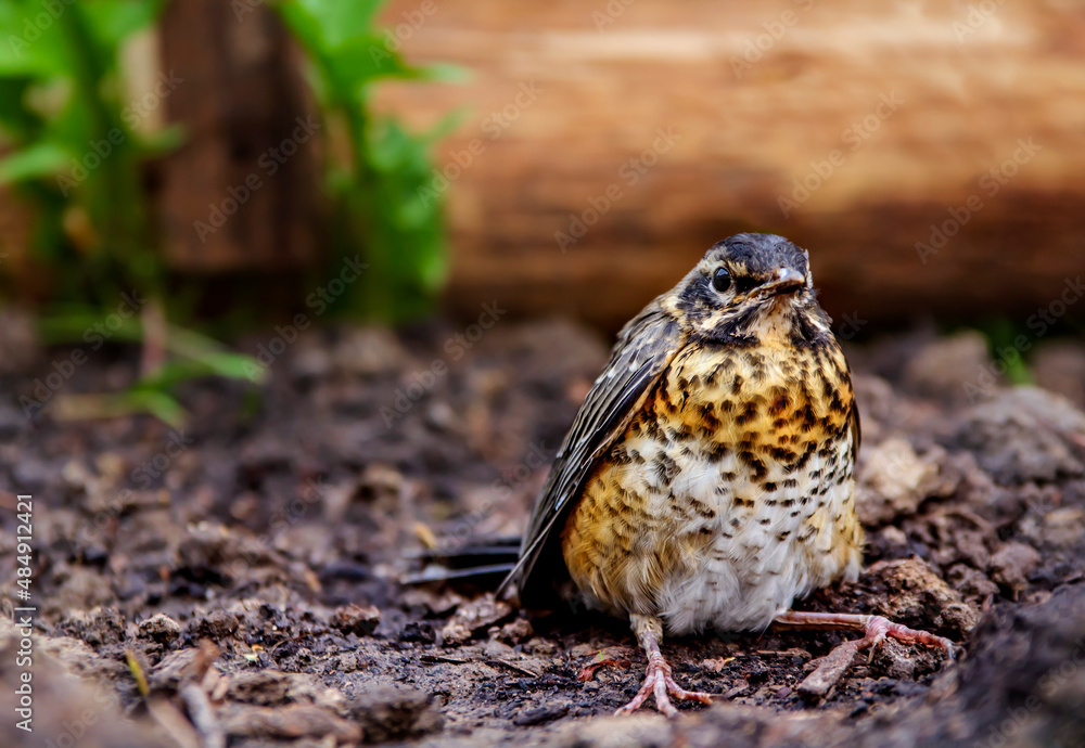 Fototapeta premium Little Fledgling