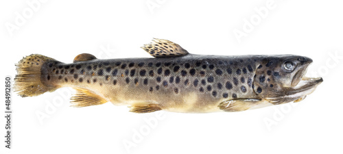 frozen whole lake trout isolated on white