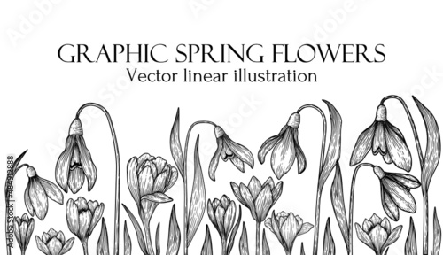 Vector illustration of graphic linear spring flowers. Snowdrops and crocus