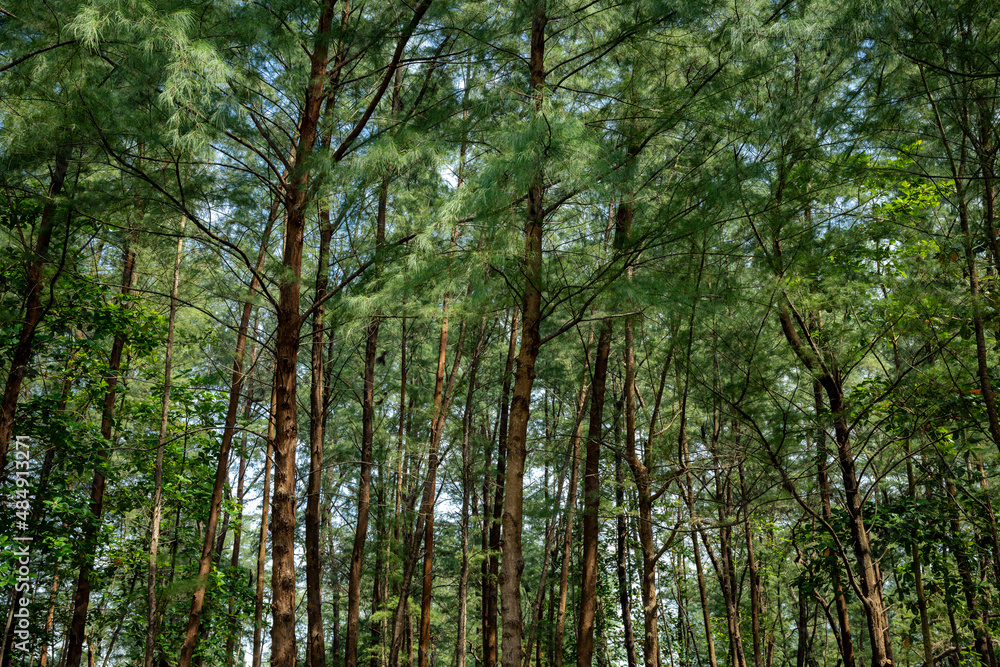 Pine forest in Laem Son national park, Ranong, Thailand Pine forest in Laem Son national park, Ranong, Thailand