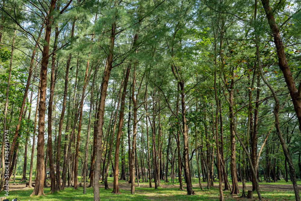Obraz premium Pine forest in Laem Son national park, Ranong, Thailand