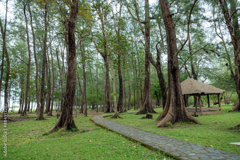 Pine forest in Laem Son national park, Ranong, Thailand