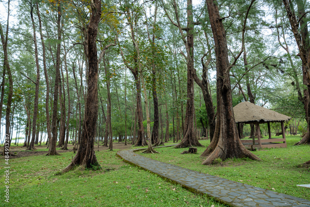Pine forest in Laem Son national park, Ranong, Thailand Pine forest in Laem Son national park, Ranong, Thailand