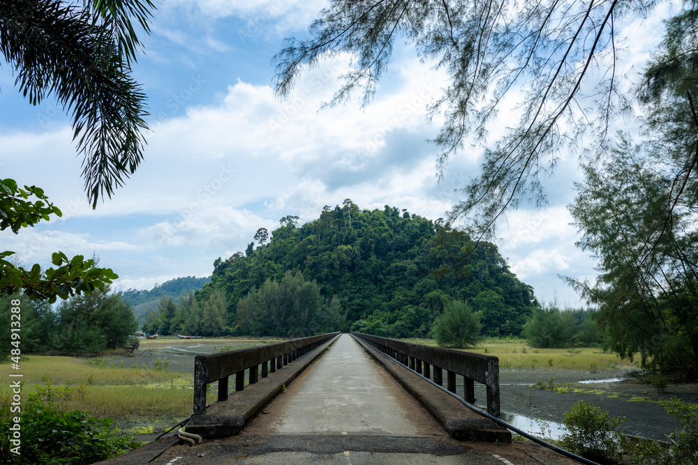 Pine forest in Laem Son national park, Ranong, Thailand Pine forest in Laem Son national park, Ranong, Thailand