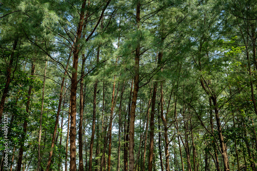 Pine forest in Laem Son national park, Ranong, Thailand