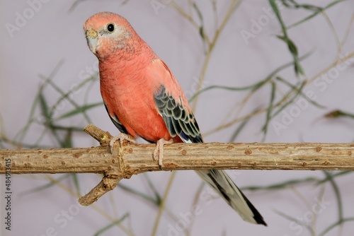 Ein Bourkesittich (Neopsephotus bourkii) in der Voliere.,
Mutation rosa.