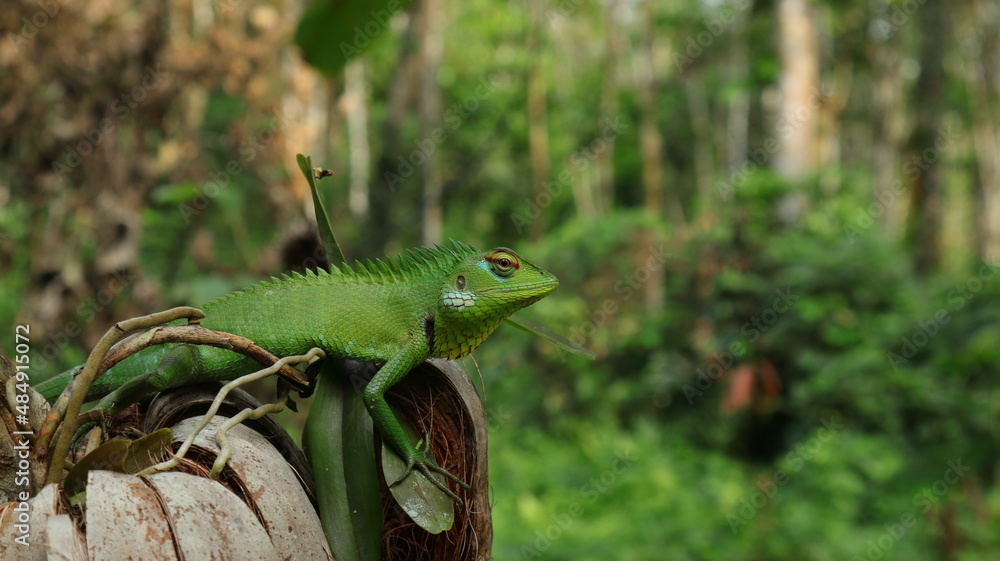 Fototapeta premium An oriental garden lizard looking straight
