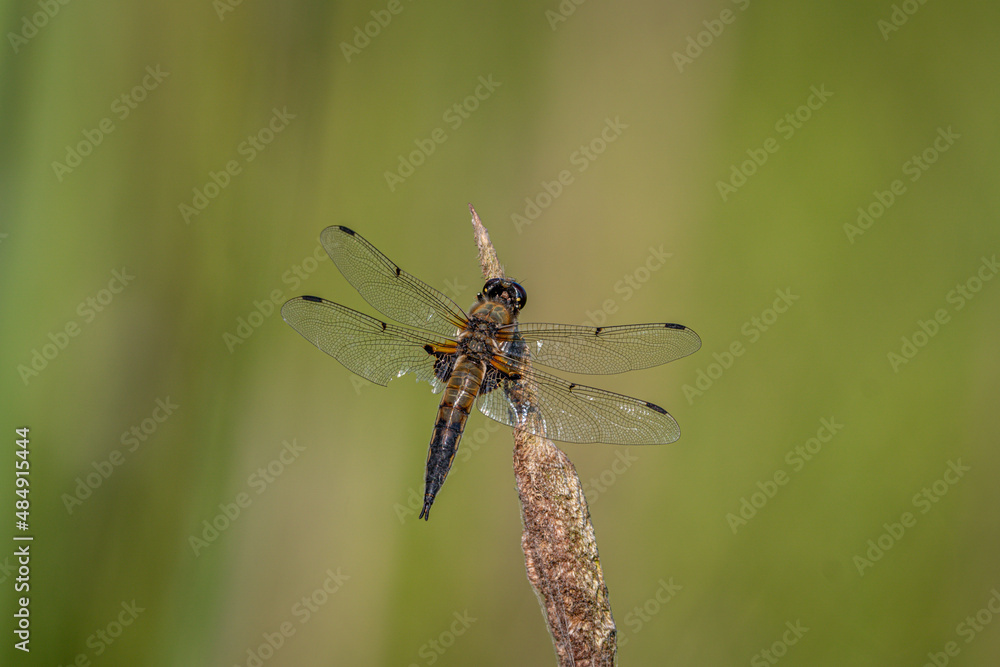 Four-spotted Chaser (Libellula quadrimaculata). Dragonfly basking in the sun on a plant stem. Macro photo, close-up Four-spotted Chaser (Libellula quadrimaculata). Dragonfly basking in the sun on a plant stem. Macro photo, close-up