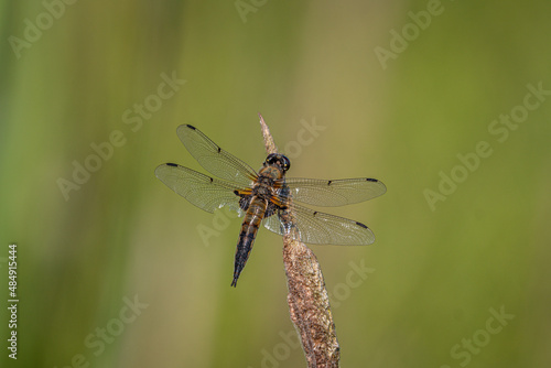 Four-spotted Chaser (Libellula quadrimaculata). Dragonfly basking in the sun on a plant stem. Macro photo, close-up