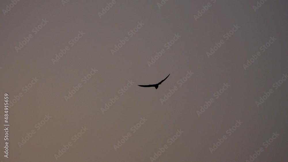 silhouette of bird in sunset sky
Slow motion shot from israel
silhouette of bird in sunset sky
Slow motion shot from israel