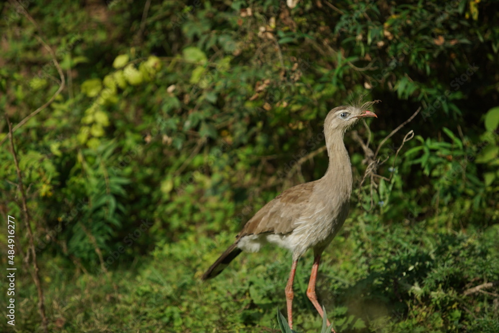 Fototapeta premium grey crowned crane