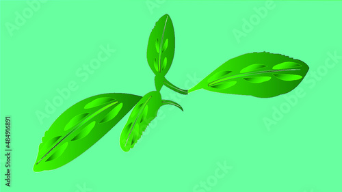 Leaf illustration | Green leaf | leaf | Green leaf illustration