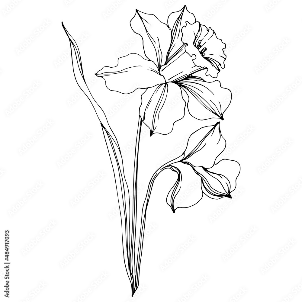 Vector Narcissus floral botanical flower. Black and white engraved ink art. Isolated narcissus illustration element. - obrazy, fototapety, plakaty 