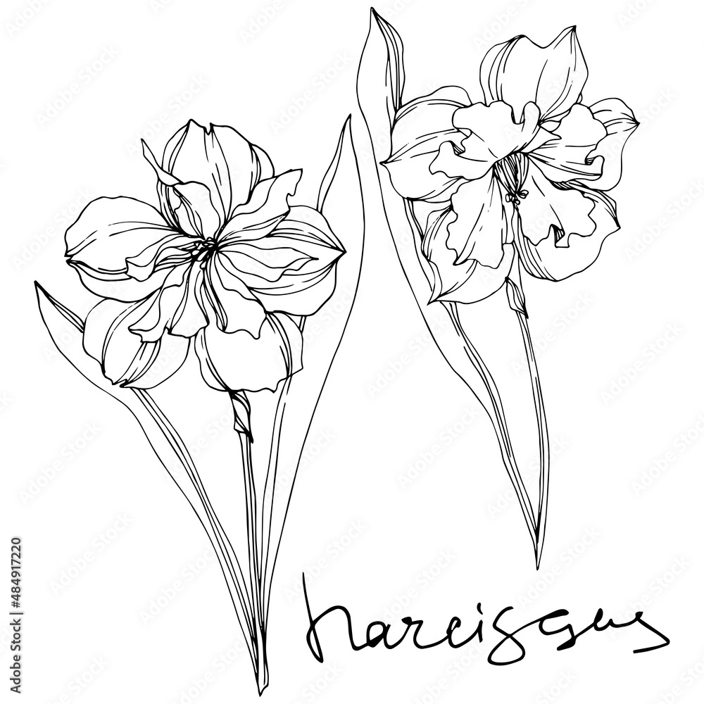 Vector Narcissus floral botanical flowers. Black and white engraved ink art. Isolated narcissus illustration element. - obrazy, fototapety, plakaty 