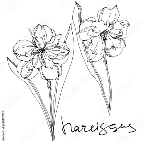 Vector Narcissus floral botanical flowers. Black and white engraved ink art. Isolated narcissus illustration element.
