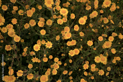 daisy field at sunset