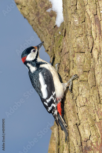 Great Spotted Woodpecker (male) - Dendrocopos major in its natural habitat photo