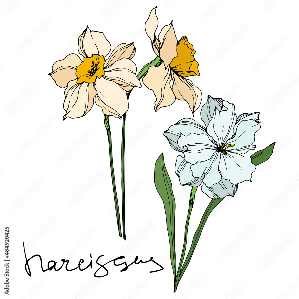 Vector Narcissus floral botanical flowers. Black and white engraved ink art. Isolated narcissus illustration element. Vector Narcissus floral botanical flowers. Black and white engraved ink art. Isolated narcissus illustration element.