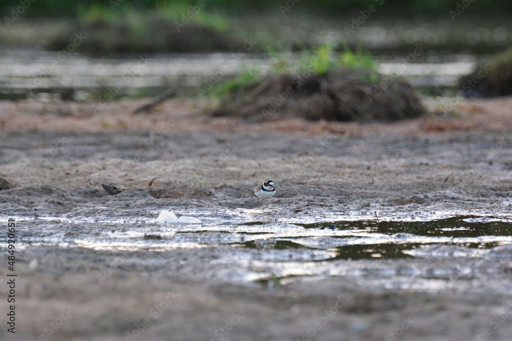 water bird, migration, little ringed, little-ringed plover, birds, waterbird, natural, small, outdoor, water, animalia, shorebirds, asia, birding, common ringed plover, cute, background, feather water bird, migration, little ringed, little-ringed plover, birds, waterbird, natural, small, outdoor, water, animalia, shorebirds, asia, birding, common ringed plover, cute, background, feather