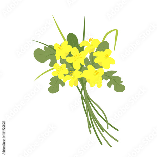 Rapeseed vector stock illustration. Yellow flower of field culture. Isolated on a white background. Spring. Medicinal plant, biofuel.