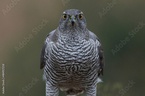 Graceful goshawk on tree branch in natural park photo