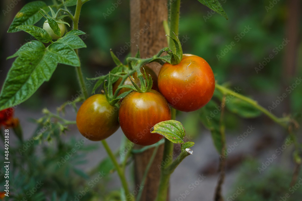 Unripe green tomato hang on the branches among the plants in the garden. Growing tomatoes. Close-up.