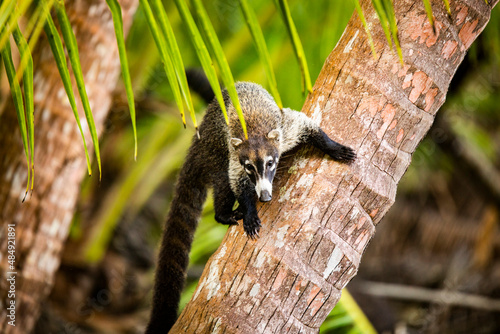 Coati on tree trunk photo