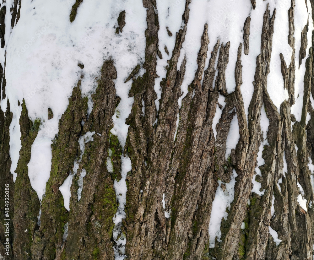 custom made wallpaper toronto digitalTree bark with show in winter day in park