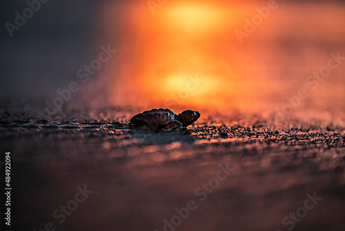 Small turtle crawling on ground photo