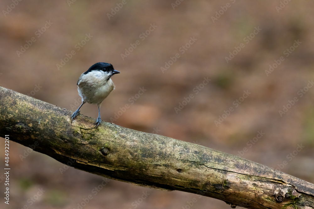 Marsh Tit (Poecile palustris) perching on a branch Marsh Tit (Poecile palustris) perching on a branch
