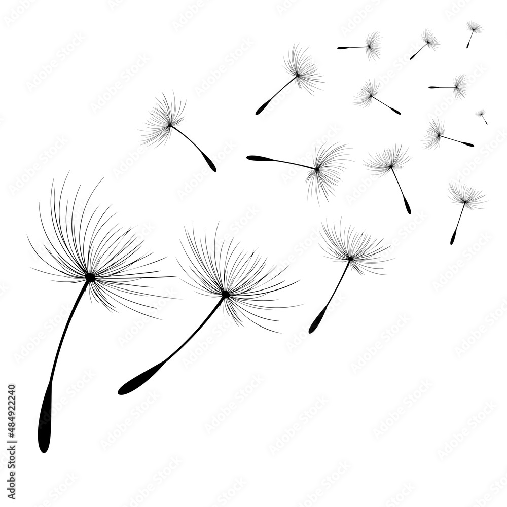 Fototapeta premium Vector illustration dandelion time. Black Dandelion seeds blowing in the wind. The wind inflates a dandelion isolated on white background