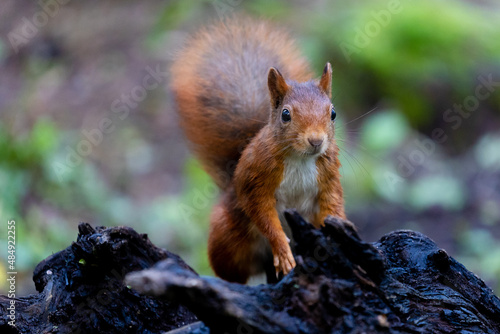 Red squirrel in the forest in his natural habitat.  photo