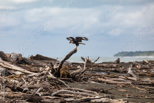 Caracara plancus on wood debris in nature photo