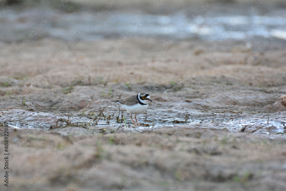 water bird, migration, little ringed, little-ringed plover, birds, waterbird, natural, small, outdoor, water, animalia, shorebirds, asia, birding, common ringed plover, cute, background, feather water bird, migration, little ringed, little-ringed plover, birds, waterbird, natural, small, outdoor, water, animalia, shorebirds, asia, birding, common ringed plover, cute, background, feather
