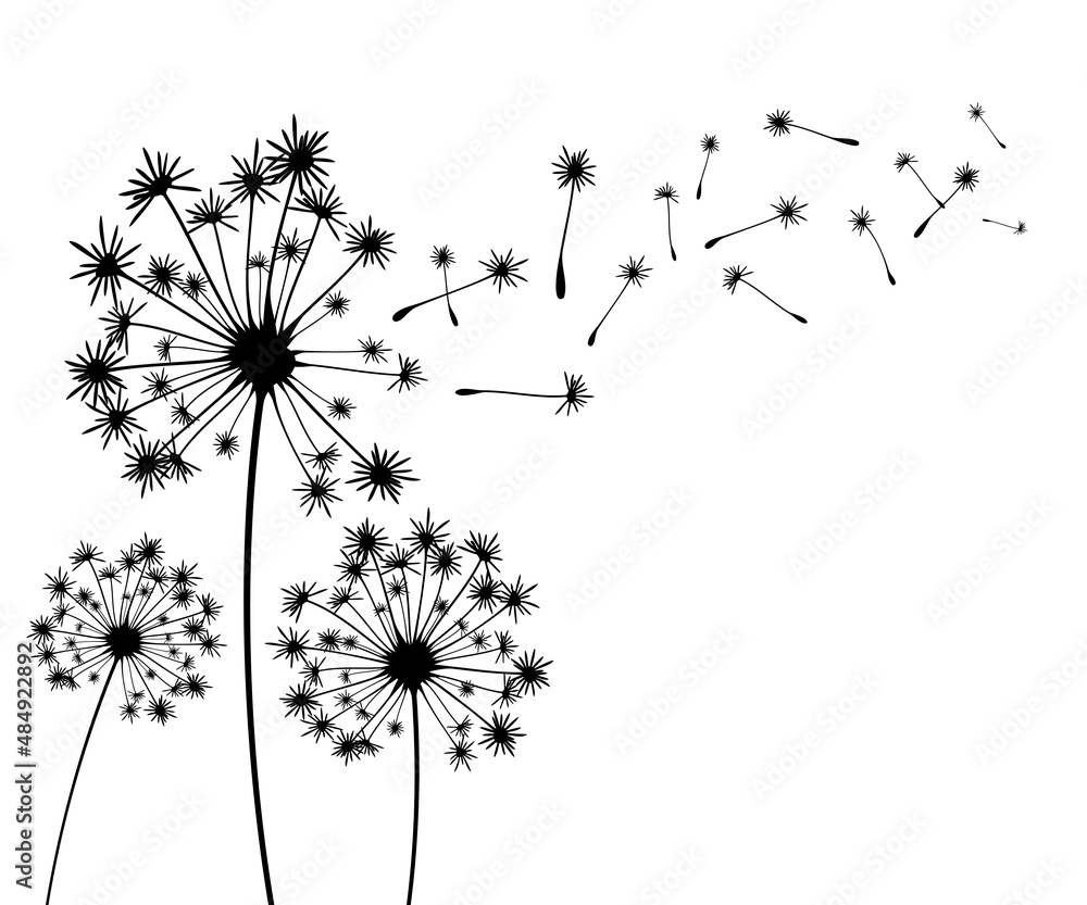Vector illustration dandelion time. Black Dandelion seeds blowing in the wind. The wind inflates a dandelion isolated on white background