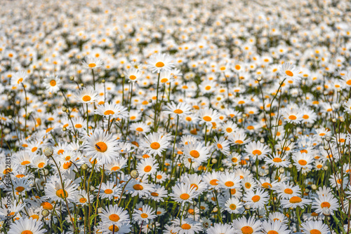 Blooming and budding common daisies. A bee is visiting one flower. The photo was taken at the end of the spring season at a Dutch nursery on the former island of Tholen, province of Zeeland. photo