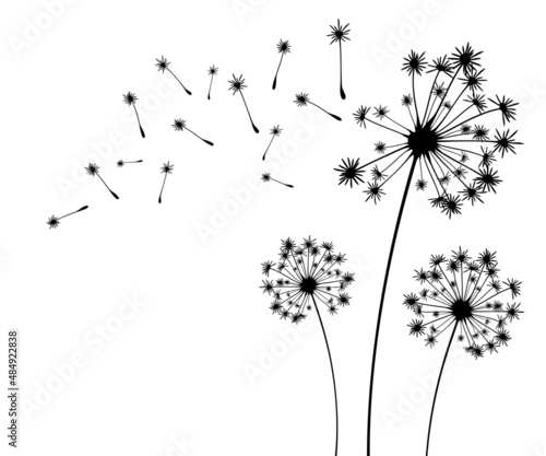Fototapeta Naklejka Na Ścianę i Meble -  Vector illustration dandelion time. Black Dandelion seeds blowing in the wind. The wind inflates a dandelion isolated on white background