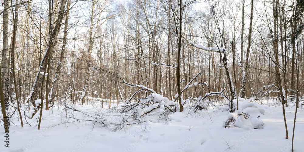 Winter walk through forests and fields, beautiful panorama. Winter walk through forests and fields, beautiful panorama.
