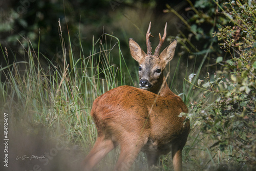 white deer