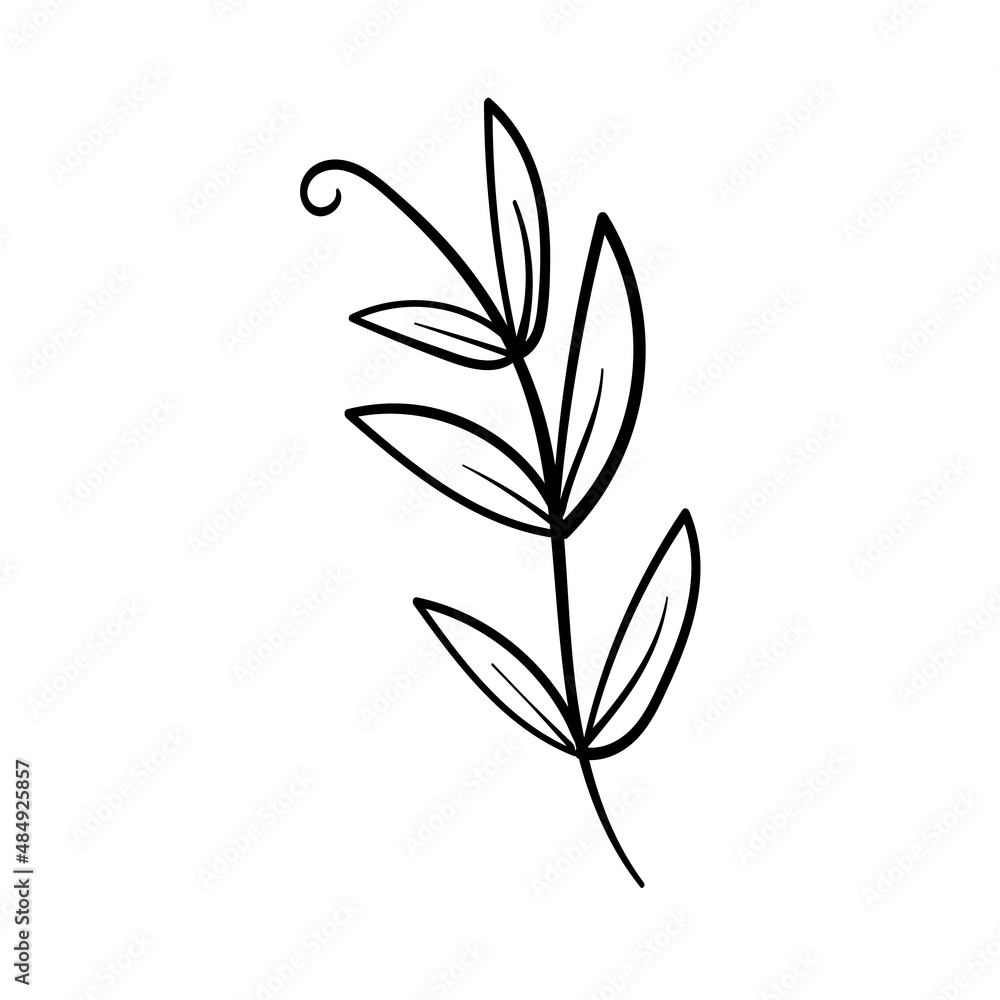 Plant element doodle for frames, invitations and etc. Hand Drawn illustration