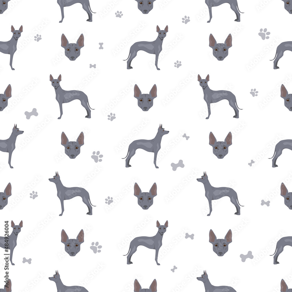 Peruvian hairless dog seamless pattern. Different poses, coat colors set