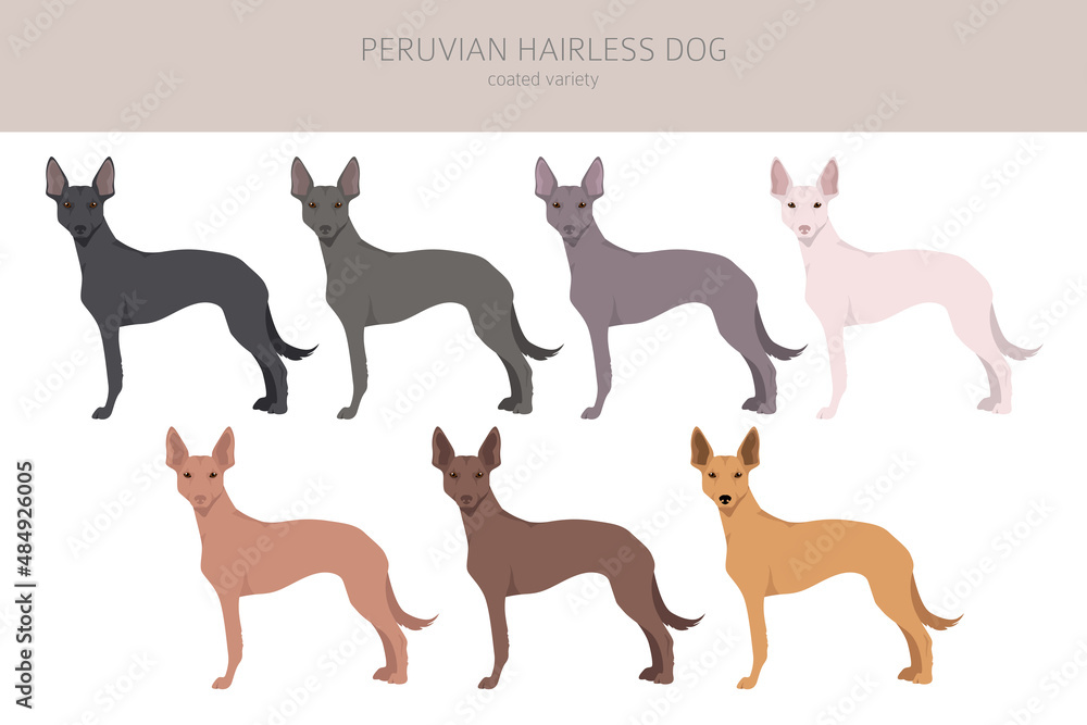 Peruvian hairless dog clipart. Different poses, coat colors set