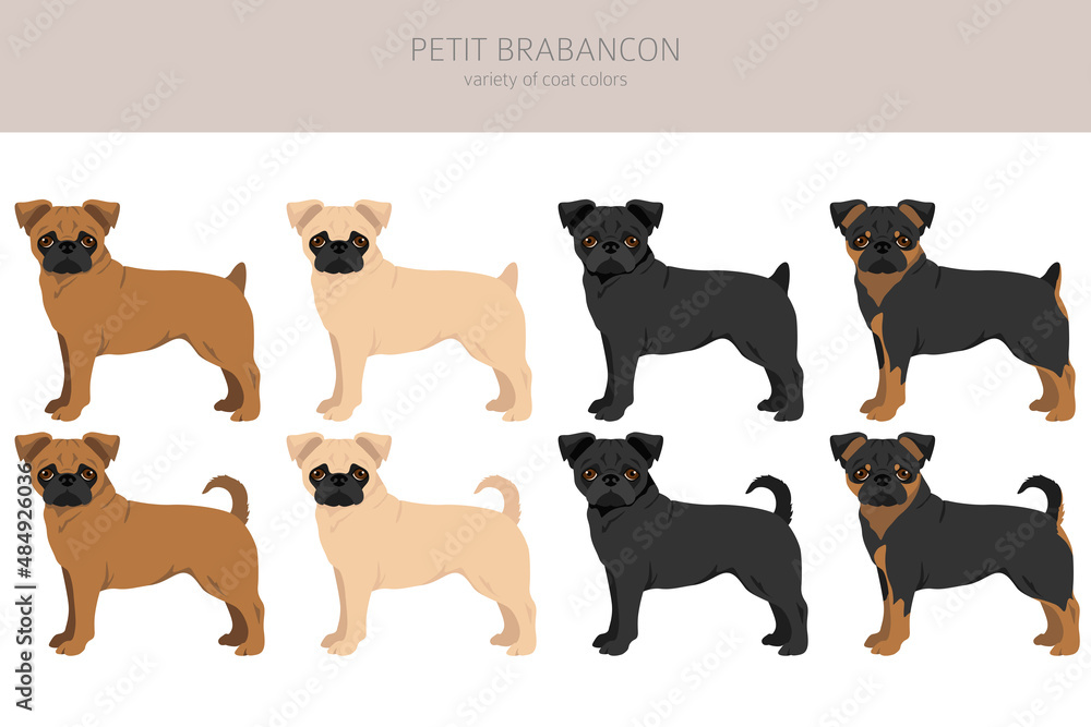 Petit Brabancon, Small Belgian dogs clipart. Different poses, coat colors set