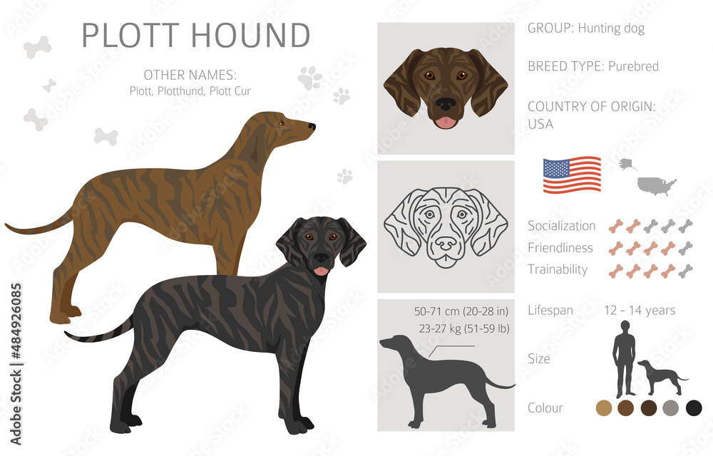Plott hound clipart. Different poses, coat colors set