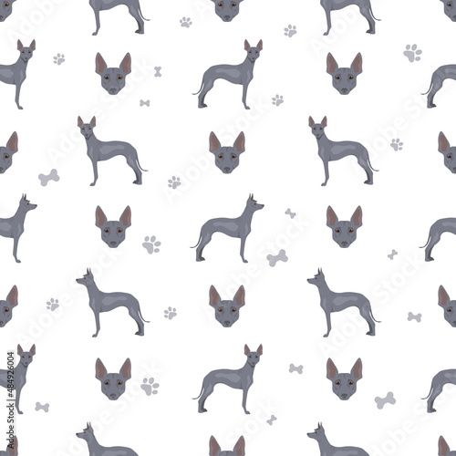 Peruvian hairless dog seamless pattern. Different poses, coat colors set photo