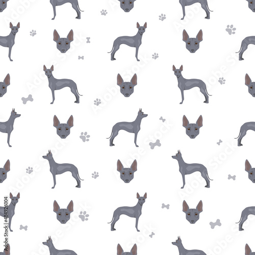 Peruvian hairless dog seamless pattern. Different poses, coat colors set