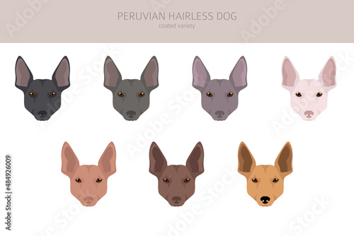 Peruvian hairless dog clipart. Different poses, coat colors set